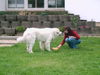 Pyrenäenberghund Foto: Bozena lernt Ginna ihre Züchtrin kennen und findet sie OK (ID 31877) Pyrenäenberghund Hund