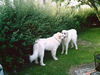 Pyrenäenberghund Foto: Bozena bei ihrem Bruder Benett (ID 32622) Pyrenäenberghund Hund