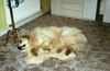 Pyrenäenberghund Foto: man bin ich müde (ID 31701) Pyrenäenberghund Hund