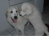 Pyrenäenberghund Foto: Pyrenäenberghunde vom Araberhof VDH / FCI noch ein foto für Frau Liederer zum austoben (ID 37069) Pyrenäenberghund Hund