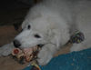 Pyrenäenberghund Foto: Pyrenäenberghunde vom Araberhof VDH/FCI (ID 37048) Pyrenäenberghund Hund