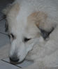 Pyrenäenberghund Foto: Pyrenäenberghunde vom Araberhof VDH/FCI (ID 37045) Pyrenäenberghund Hund