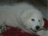 Pyrenäenberghund Foto: Pyrenäenberghunde vom Araberhof VDH/FCI (ID 37047) Pyrenäenberghund Hund