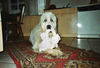 Pyrenäenberghund Foto: seht mal Frauchen hat mir einen Knoten gebaut (ID 31703) Pyrenäenberghund Hund