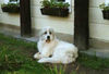 Pyrenäenberghund Foto: heut ist wieder Sonne pur (ID 31704) Pyrenäenberghund Hund