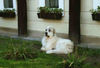 Pyrenäenberghund Foto (ID 31705) Pyrenäenberghund Hund
