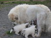 Pyrenäenberghund Foto: Gewichte 3500g-4100g mit 32 Tagen (ID 35822) Pyrenäenberghund Hund