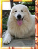 Pyrenäenberghund Foto: Valmont ( Elena Vespa, Italien ) (ID 35683) Pyrenäenberghund Hund