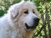 Pyrenäenberghund Foto: Bozena (ID 31429) Pyrenäenberghund Hund