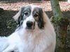 Pyrenäenberghund Foto: Ginna (ID 31432) Pyrenäenberghund Hund