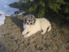Pyrenäenberghund Hund