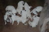 Pyrenäenberghund Foto: Pyrenäenberghunde vom Araberhof, G-Wurf, 2 Tage alt (ID 39829) Pyrenäenberghund Hund