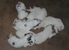 Pyrenäenberghund Foto: Pyrenäenberghunde vom Araberhof, G-Wurf, 2 Tage alt (ID 39830) Pyrenäenberghund Hund