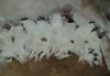Pyrenäenberghund Foto: Pyrenäenberghunde vom Araberhof, G-Wurf, 2 Tage alt (ID 39831) Pyrenäenberghund Hund