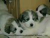 Pyrenäenberghund Foto: Unser A . Wurf ist da (ID 43973) Pyrenäenberghund Hund