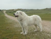 Pyrenäenberghund Foto: Pyrenäenberghunde vom Araberhof (VDH/FCI ) (ID 38999) Pyrenäenberghund Hund