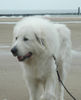 Pyrenäenberghund Foto: Pyrenäenberghunde vom Araberhof (VDH/FCI ) (ID 39000) Pyrenäenberghund Hund