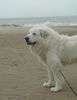 Pyrenäenberghund Foto: Pyrenäenberghunde vom Araberhof (VDH/FCI ) (ID 39001) Pyrenäenberghund Hund