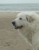 Pyrenäenberghund Foto: Pyrenäenberghunde vom Araberhof (VDH/FCI ) (ID 39002) Pyrenäenberghund Hund