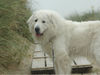 Pyrenäenberghund Foto: Pyrenäenberghunde vom Araberhof ( VDH/FCI ) (ID 39008) Pyrenäenberghund Hund