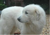 Pyrenäenberghund Foto: Pyrenäenberghunde vom Araberhof (VDH/FCI ) (ID 39004) Pyrenäenberghund Hund