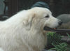Pyrenäenberghund Foto: Pyrenäenberghunde vom Araberhof (VDH/FCI ) (ID 39005) Pyrenäenberghund Hund