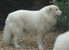 Pyrenäenberghund Foto: Pyrenäenberghunde vom Araberhof (VDH/FCI ) (ID 39006) Pyrenäenberghund Hund