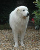 Pyrenäenberghund Foto: Pyrenäenberghunde vom Araberhof (VDH/FCI ) (ID 39007) Pyrenäenberghund Hund
