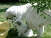 Pyrenäenberghund Foto (ID 38778) Pyrenäenberghund Hund
