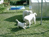 Pyrenäenberghund Foto (ID 38780) Pyrenäenberghund Hund