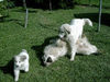 Pyrenäenberghund Foto: Hilfe-Hilfe Benett liegt unten (ID 38781) Pyrenäenberghund Hund