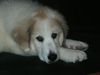 Pyrenäenberghund Hund
