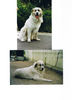 Pyrenäenberghund Foto: Amor of the living Snowdrift (ID 41988) Pyrenäenberghund Hund