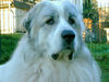 Pyrenäenberghund Foto: Bennet lebt wieder (ID 42288) Pyrenäenberghund Hund