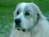 Pyrenäenberghund Foto: Benett of the living Snowdrift (ID 41933) Pyrenäenberghund Hund