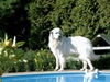 Pyrenäenberghund Foto: Benett of the living Snowdrift (ID 41935) Pyrenäenberghund Hund