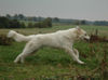 Pyrenäenberghund Foto: Fabergé vom Araberhof (ID 35038) Pyrenäenberghund Hund