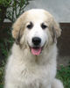 Pyrenäenberghund Foto: Fabergé www.pyrenaeen-hunde.de (ID 33037) Pyrenäenberghund Hund