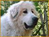Pyrenäenberghund Foto: of the living Snowdrift (ID 41709) Pyrenäenberghund Hund