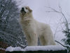 Pyrenäenberghund Foto: of the living Snowdrift (ID 41711) Pyrenäenberghund Hund