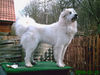 Pyrenäenberghund Foto: of the living Snowdrift (ID 41710) Pyrenäenberghund Hund