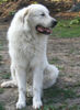 Pyrenäenberghund Foto: Pyrenäenberghunde vom Araberhof (VDH/FCI) (ID 34498) Pyrenäenberghund Hund