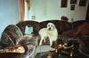 Pyrenäenberghund Foto: ja Frauchen hat noch Arbeit, wir Männer dürfen Fernsehen schauen (ID 34379) Pyrenäenberghund Hund