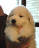 Pyrenäenberghund Foto: Genesis 4 Wochen alt (ID 35981) Pyrenäenberghund Hund