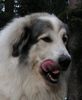 Pyrenäenberghund Hund