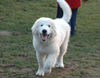 Pyrenäenberghund Foto: Genesis 4 Mon., Pyrenäenberghunde vom Araberhof (ID 37429) Pyrenäenberghund Hund