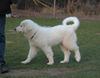 Pyrenäenberghund Foto: Genesis 4 Mon., Pyrenäenberghunde vom Araberhof (ID 37430) Pyrenäenberghund Hund
