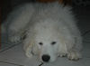 Pyrenäenberghund Foto: Genesis 4 Mon., Pyrenäenberghunde vom Araberhof (ID 37431) Pyrenäenberghund Hund
