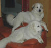 Pyrenäenberghund Foto: Genesis, Fabergé (ID 43378) Pyrenäenberghund Hund