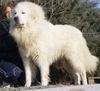 Pyrenäenberghund Foto: Estekot ,HD 0/0 Deckenrüde (ID 43544) Pyrenäenberghund Hund